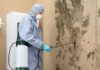 The Definitive Guide to Mold Removal Services Mold Removal Services
