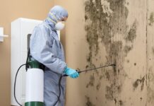 The Definitive Guide to Mold Removal Services Mold Removal Services