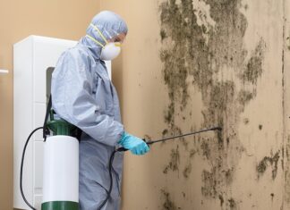 The Definitive Guide to Mold Removal Services Mold Removal Services