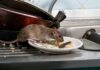 4 Key Symptoms That Your Property is Infested with Rodents Symptoms That Your Property is Infested with Rodents