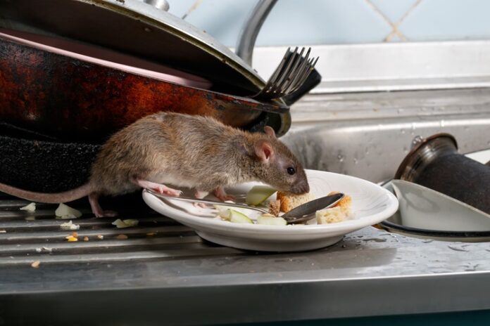 Symptoms That Your Property is Infested with Rodents Symptoms That Your Property is Infested with Rodents