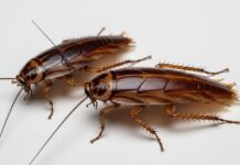 Six Steps To Take To Keep Cockroaches Out in Colleyville Colleyville pest control specialists