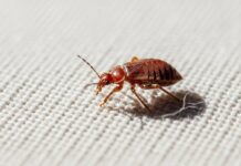 Five Reasons Bed Bugs Can Be Challenging to Eliminate in Portland Bed Bugs